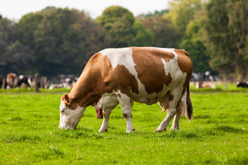 Naklejka na ściany i meble Cows on meadow. Grazing calves