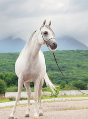 white beautiful  purebred arabian stallion