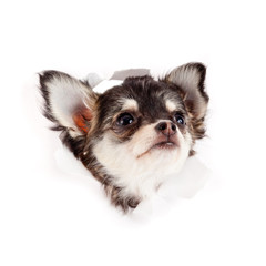 Fototapeta na wymiar chihuahua puppy in paper