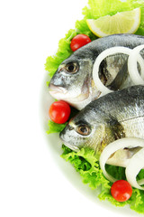 Dorado fish isolated on white