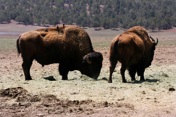 bison grazing in field on a ranch