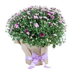 Chrysanthemum bush in pot isolated on white