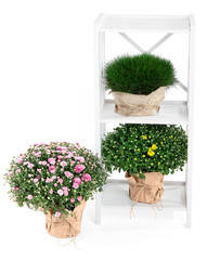 Chrysanthemum bushes and grass in pots