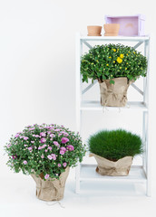Chrysanthemum bushes and grass in pots on rack isolated on