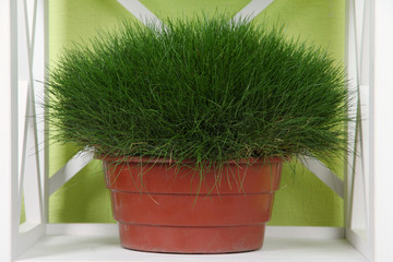 Grass in pot on shelf on green background