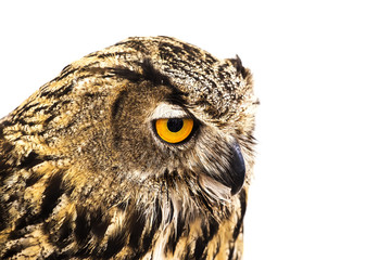 Closeup of a Royal owl isolated on white background
