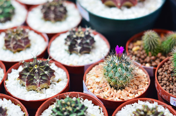 Small cactus