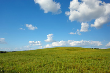 Fototapeta na wymiar Summer landscape with meadow and blue sky