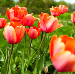 Field of colorful tulips