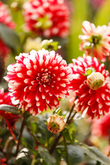 Colorful dahlia flower