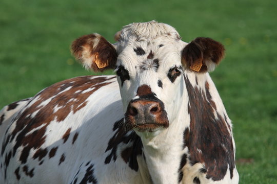 vache normande