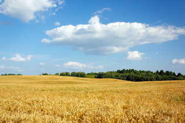 Landscape with grove and field of wheat