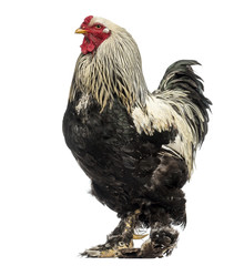 Side view of a Brahma Rooster, isolated on white