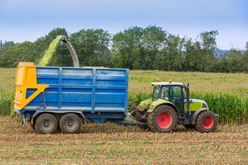 Harvesting the maize crop