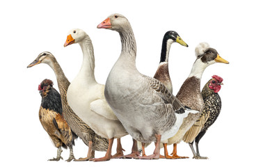 Group of Ducks, Geese and Chickens, isolated on white © Eric Isselée