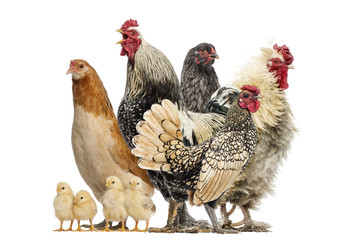 Group of hens, roosters and chicks, isolated on white