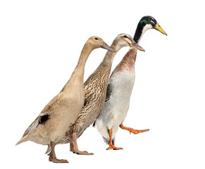 Side view of three Ducks in a race, isolated on white