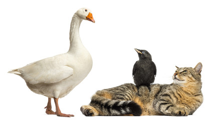 Domestic goose looking down at a cat and Jackdaw, isolated