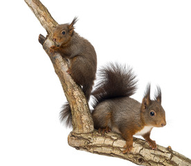 Two Red squirrels climbing on a branch, isolated on white