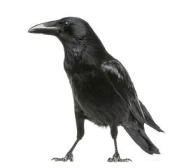 Poster Zijaanzicht van een zwarte kraai, Corvus corone, geïsoleerd op wit © Eric Isselée