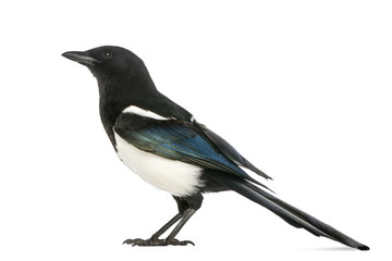 Side view of a Common Magpie, Pica pica, isolated on white - obrazy, fototapety, plakaty