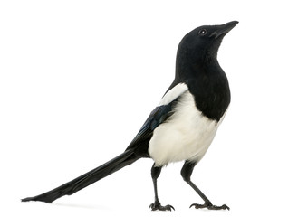Common Magpie looking up, Pica pica, isolated on white