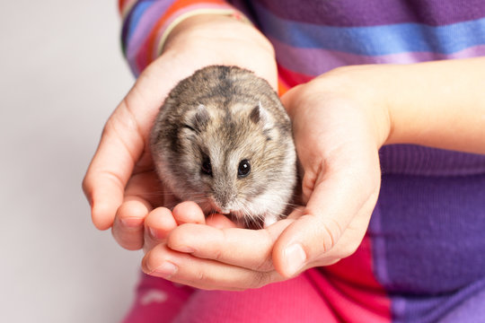Djungarian hamster in girl hand