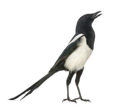 Common Magpie chattering, upright, Pica pica, isolated on white