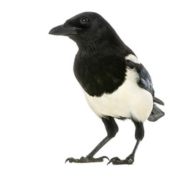 Common Magpie, Pica pica, isolated on white