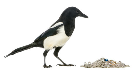 Side view of a Common Magpie with jewellery, Pica pica, isolated