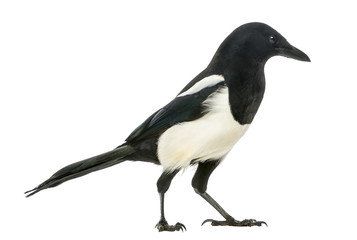 Side view of a Common Magpie, Pica pica, isolated on white