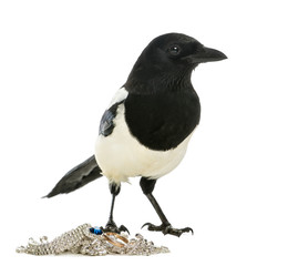 Common Magpie looking away with jewellery, Pica pica, isolated