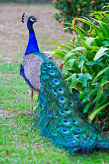 Close-up portrait of beautiful peacock