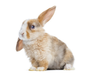Fototapeta premium Satin Mini Lop rabbit ear up, sitting isolated on white