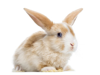 Satin Mini Lop rabbit ear up, lying, isolated on white