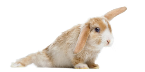 Satin Mini Lop rabbit in funny position, isolated on white