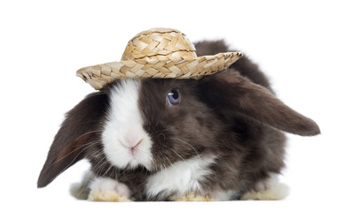 Satin Mini Lop rabbit facing with a straw hat, isolated on white