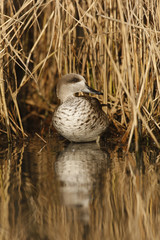 Obraz premium Marbled teal, Marmaronetta angustirostris