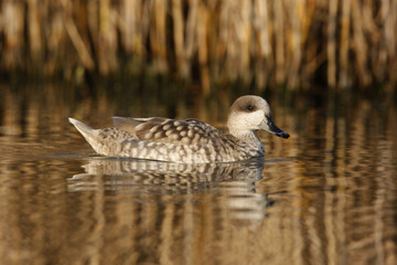 Marbled teal, Marmaronetta angustirostris