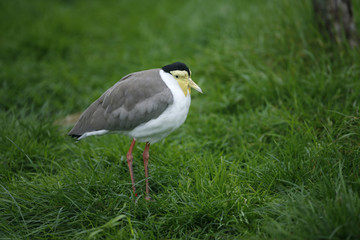 Masked plover or lapwing, Vanellus miles