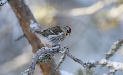 Mearly redpoll, Carduelis flammea