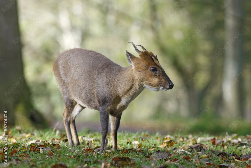 Poster chinese muntjac, muntiacus reevesi