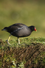 Moorhen, Gallinula chloropus,