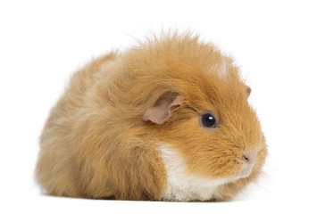 Swiss Teddy Guinea Pig, isolated on white