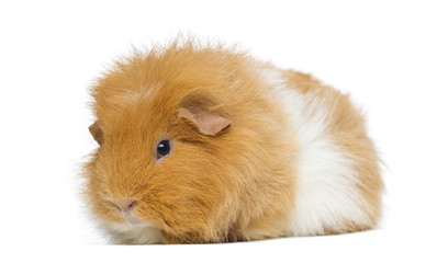 Swiss Teddy Guinea Pig, isolated on white