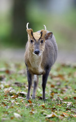 Chinese muntjac, Muntiacus reevesi