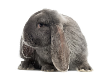 Naklejka premium French lop rabbit, isolated on white