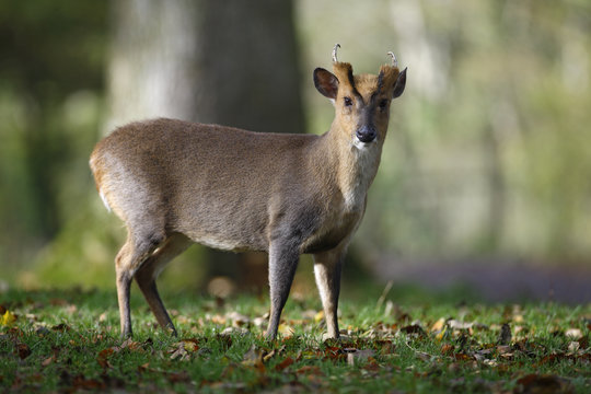 Chinese muntjac, Muntiacus reevesi