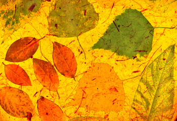 Grunge background with autumn leaves