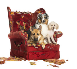 German and Australian Shepherd, Poodle on a destroyed armchair